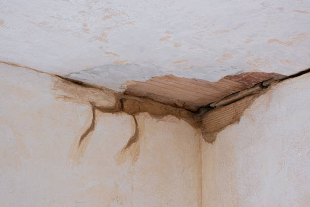 Best Mold removal after water damage  in Bayshore Gardens, FL